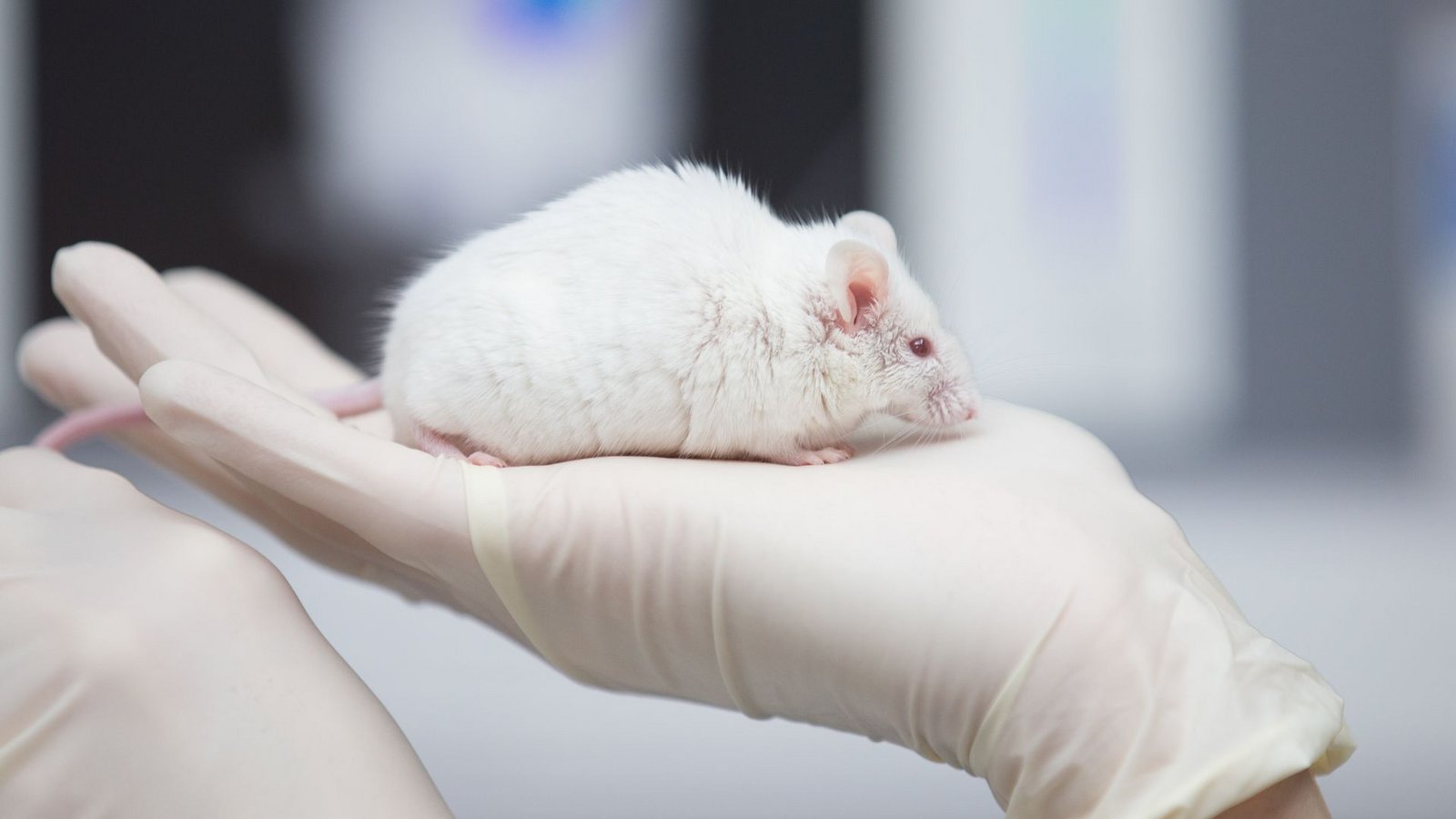 In Japan haben Forscher überlebensfähige Mäuse Ein weiße Maus im Labor: mit zwei biologischen Vätern erzeugt.Foto: Friso Gentsch/dpa