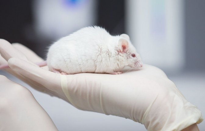 In Japan haben Forscher überlebensfähige Mäuse Ein weiße Maus im Labor: mit zwei biologischen Vätern erzeugt.<span class='image-autor'>Foto: Friso Gentsch/dpa</span>