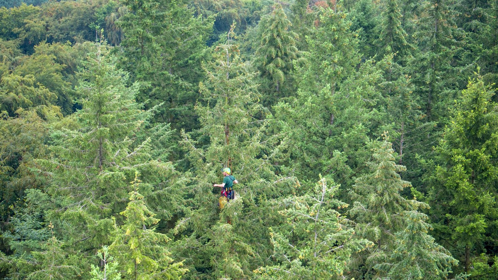 Symbolbild von Douglasien: „Waldtraut vom Mühlwald“ ist Deutschlands höchster Baum.Foto: picture alliance/dpa/dpa-Zentralbild | Jens Büttner