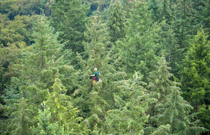Symbolbild von Douglasien: „Waldtraut vom Mühlwald“ ist Deutschlands höchster Baum.<span class='image-autor'>Foto: picture alliance/dpa/dpa-Zentralbild | Jens Büttner</span>