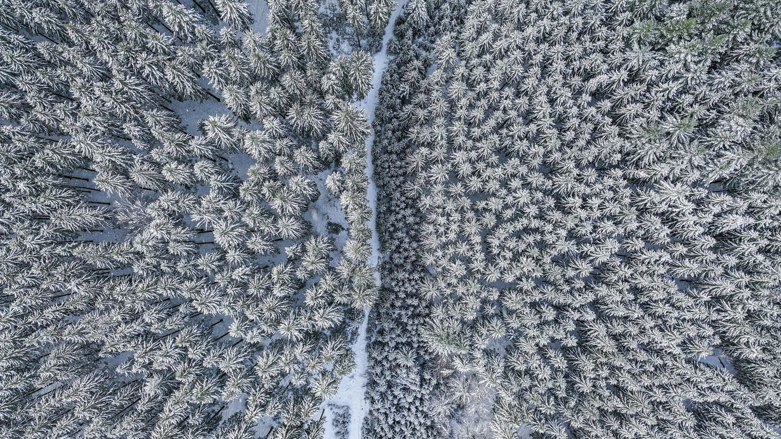 Mit Schnee bedeckt sind nicht nur die Kronen der Bäume in einem Wald nahe der Ortschaft Bartholomä im Schwarzwald.Foto: dpa/Jason Tschepljakow Mit Schnee bedeckt sind nicht nur die Kronen der Bäume in einem Wald nahe der Ortschaft Bartholomä im Schwarzwald.Foto: dpa/Jason Tschepljakow