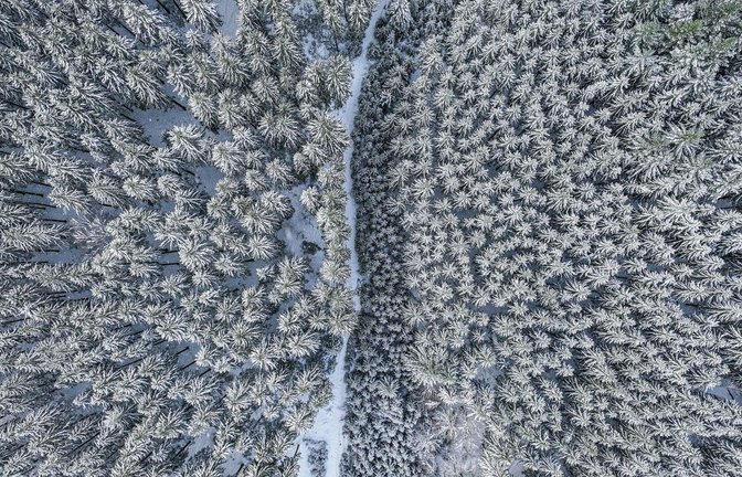Mit Schnee bedeckt sind nicht nur die Kronen der Bäume in einem Wald nahe der Ortschaft Bartholomä im Schwarzwald.<span class='image-autor'>Foto: dpa/Jason Tschepljakow</span>