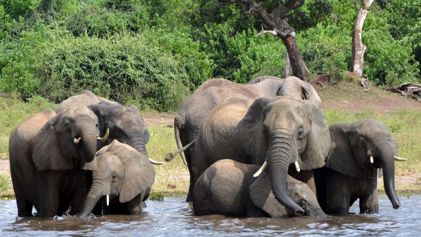 Elefanten in einem Nationalpark in AfrikaFoto: dpa/Charmaine Noronha