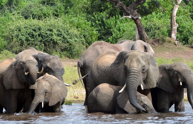 Elefanten in einem Nationalpark in Afrika<span class='image-autor'>Foto: dpa/Charmaine Noronha</span>