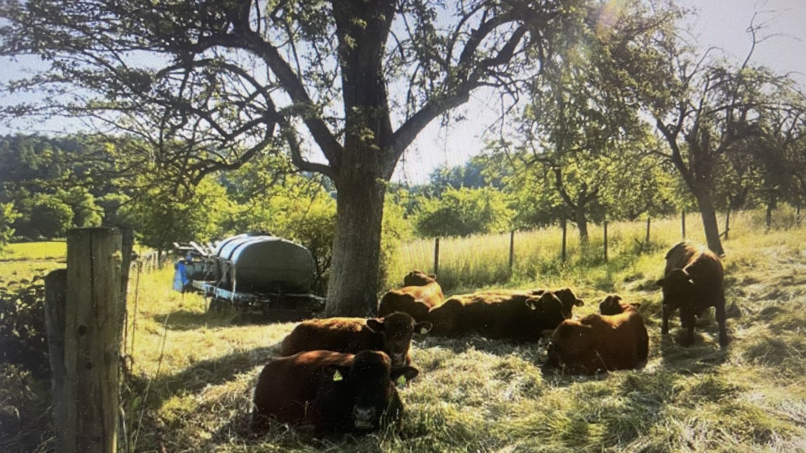 Außerhalb des Waldes sind die Freiflächen in Weiden aufgeteilt.Foto: Dieter Buck Außerhalb des Waldes sind die Freiflächen in Weiden aufgeteilt.Foto: Dieter Buck