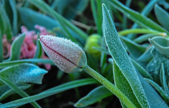 Muss man noch einmal mit Frost rechnen?<span class='image-autor'>Foto: Tokariev Dmytro / shutterstock.com</span>