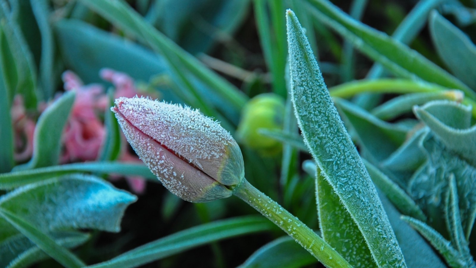 Muss man noch einmal mit Frost rechnen?Foto: Tokariev Dmytro / shutterstock.com Muss man noch einmal mit Frost rechnen?Foto: Tokariev Dmytro / shutterstock.com