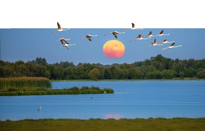 Abendstimmung in  Doñana.<span class='image-autor'>Foto: imago images</span>