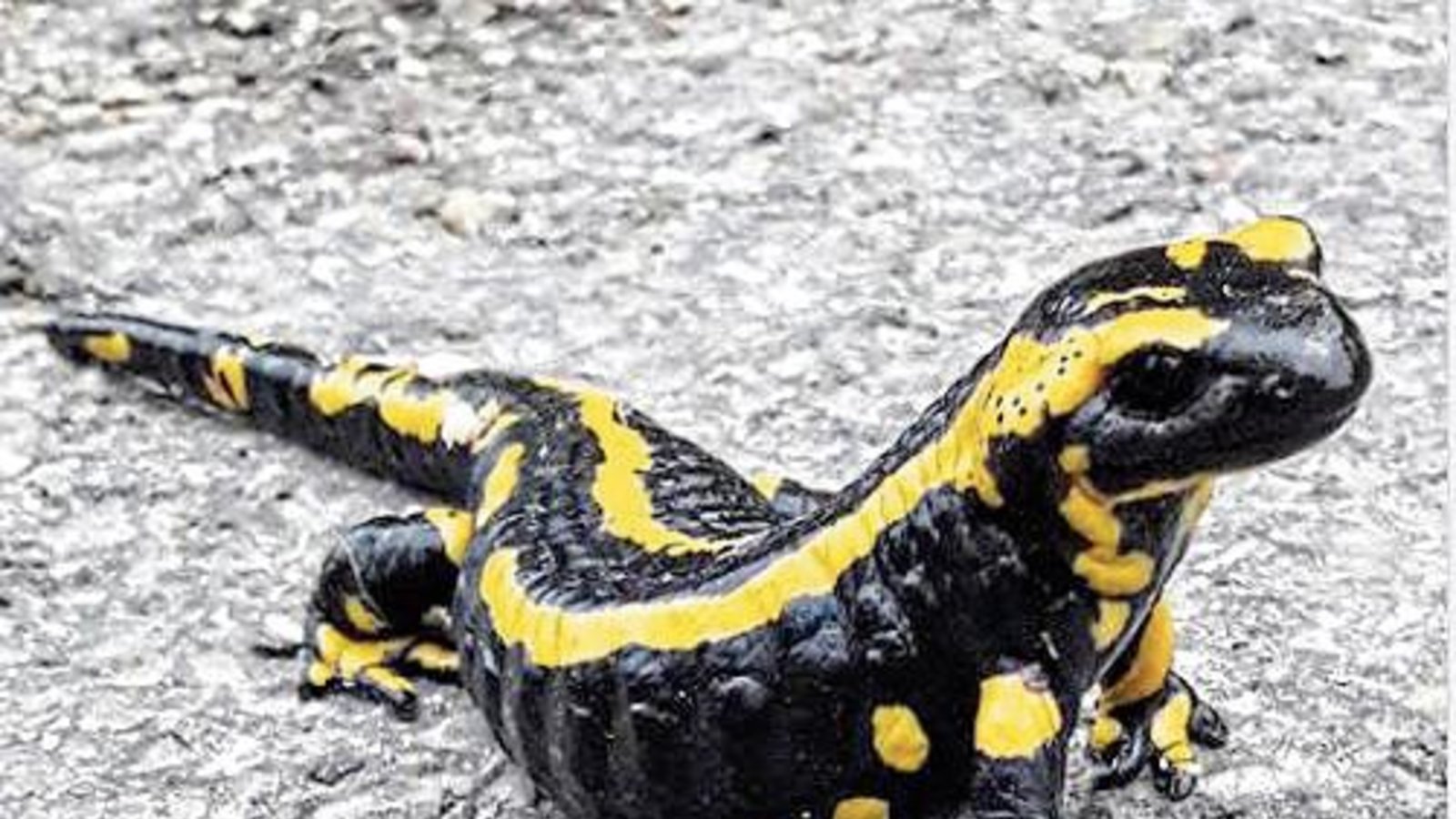 Dieser wackere Feuersalamander wurde nach eingehender Aufklärung zu Gefahren von der Straße vor dem Auricher Kindergarten entfernt und in ein Wiesle gesetzt. Foto: Rücker Dieser wackere Feuersalamander wurde nach eingehender Aufklärung zu Gefahren von der Straße vor dem Auricher Kindergarten entfernt und in ein Wiesle gesetzt. Foto: Rücker