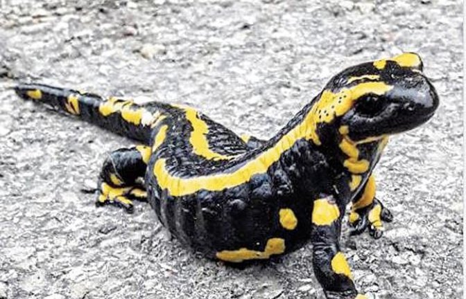 Dieser wackere Feuersalamander wurde nach eingehender Aufklärung zu Gefahren von der Straße vor dem Auricher Kindergarten entfernt und in ein Wiesle gesetzt. Foto: Rücker