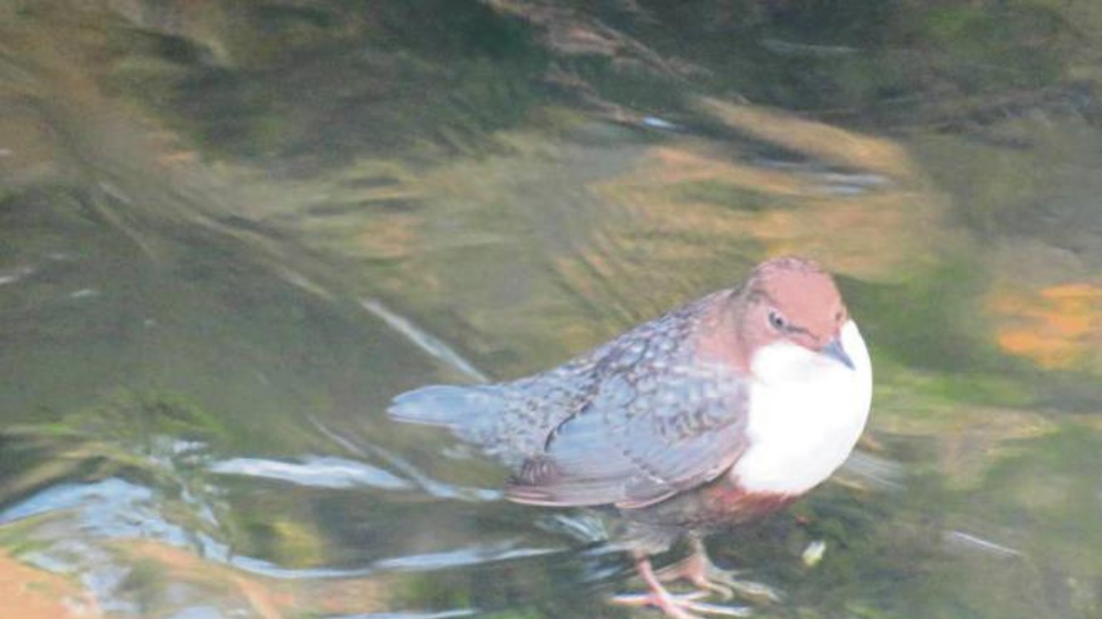 Im Strudelbach steht diese Wasseramsel, die von Roswitha Fydrich-Steiner aus Eberdingen geknipst wurde. Wasseramseln sind die einzigen Singvögel die tauchen können. Ihr Aufenthalt zeugt von einer guten Wasserqualität im Bächle.