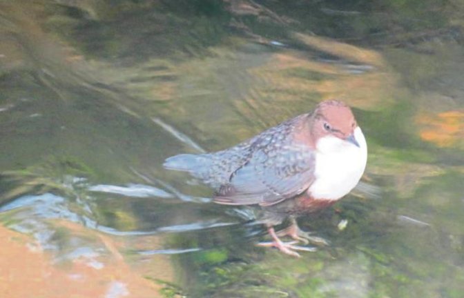Im Strudelbach steht diese Wasseramsel, die von Roswitha Fydrich-Steiner aus Eberdingen geknipst wurde. Wasseramseln sind die einzigen Singvögel die tauchen können. Ihr Aufenthalt zeugt von einer guten Wasserqualität im Bächle.