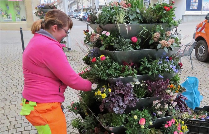Es wird Frühling auf dem Vaihinger Marktplatz. Die Mitarbeiterin der Vaihinger Stadtgärtnerei kann sich entfalten. Fast 400 Pflanzen darf sie dekorieren.  <span class='image-autor'>Foto: Arning</span>