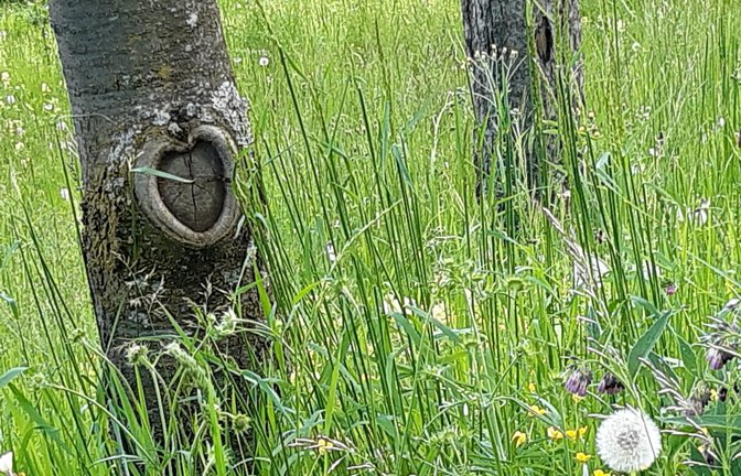 Diese herzförmige Muttertagsüberraschung in der Nähe des Unteren Sees hat Gudrun Kraft-von Hausen am Wegesrand mit der Kamera eingefangen.