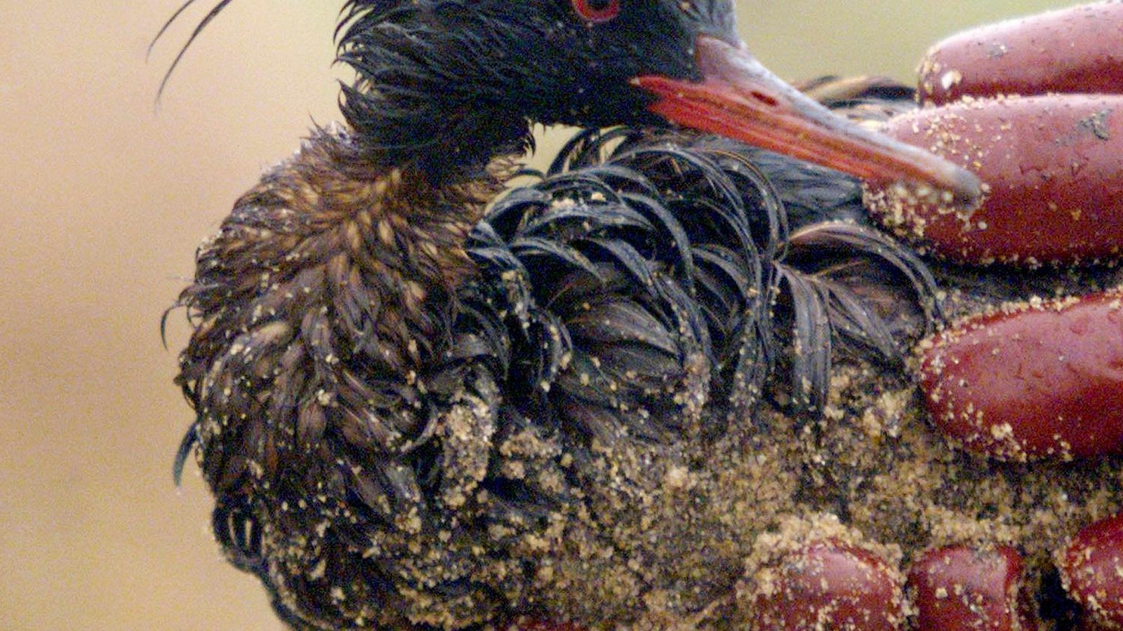 Die Ölpest nach dem Untergang der "Erika" kostete Zehntausende Vögel das Leben (Archivbild).Foto: Marcel Mochet/AFP/epa/dpa Die Ölpest nach dem Untergang der "Erika" kostete Zehntausende Vögel das Leben (Archivbild).Foto: Marcel Mochet/AFP/epa/dpa