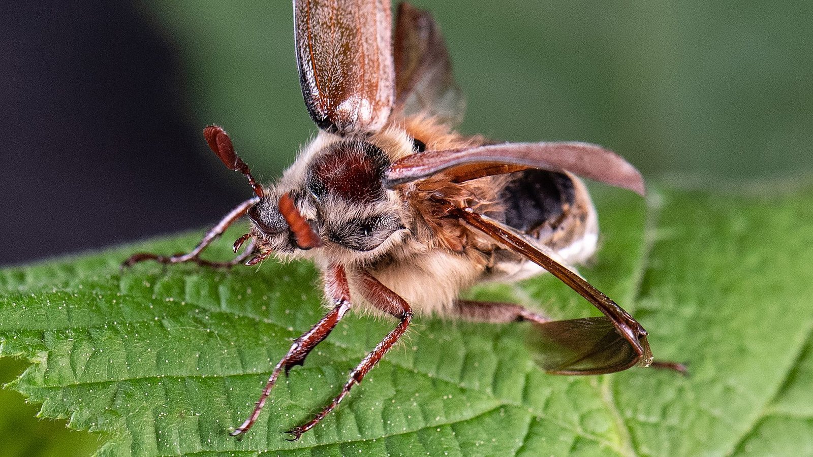 Erwachsene Käfer fressen die frischen Blätter von Laubbäumen. (Archivbild)Foto: Boris Roessler/dpa