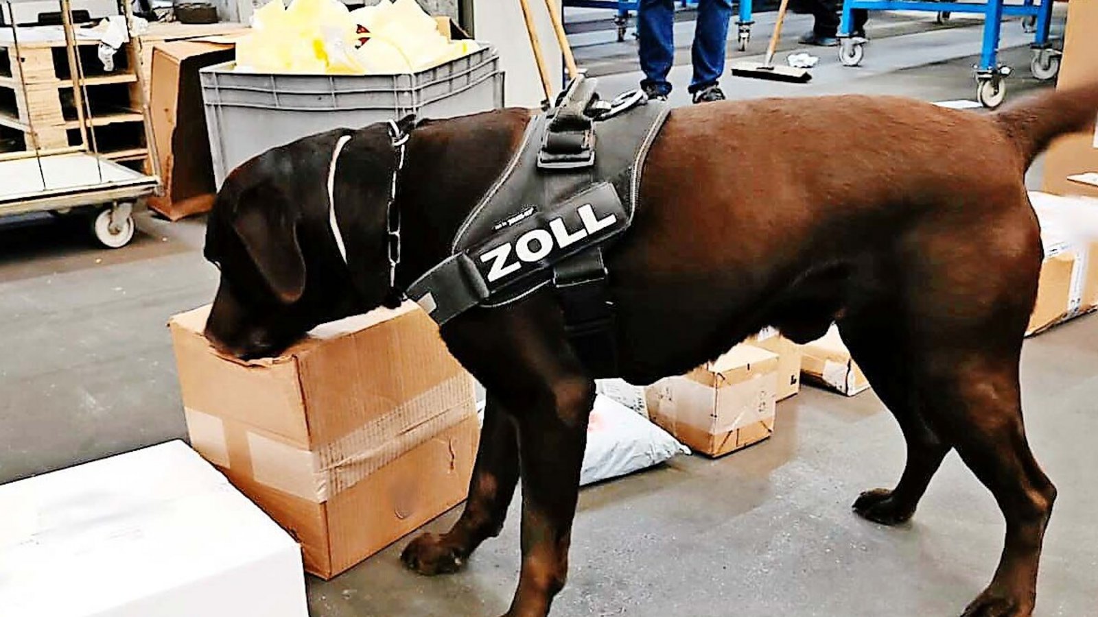 Spike ist seit rund zehn Jahren für den Zoll im Einsatz.Foto: Hauptzollamt Stuttgart Spike ist seit rund zehn Jahren für den Zoll im Einsatz.Foto: Hauptzollamt Stuttgart