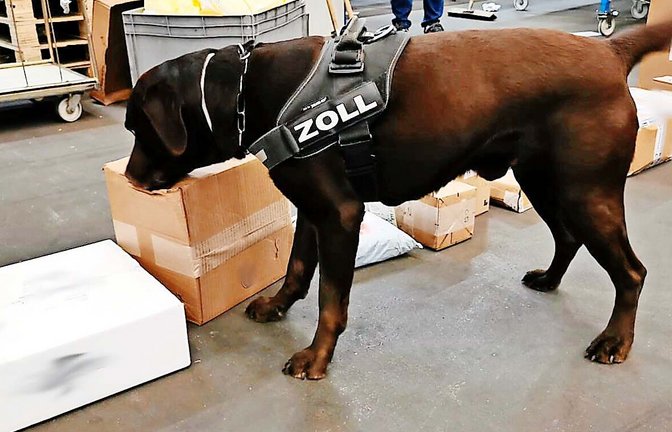 Spike ist seit rund zehn Jahren für den Zoll im Einsatz.<span class='image-autor'>Foto: Hauptzollamt Stuttgart</span>