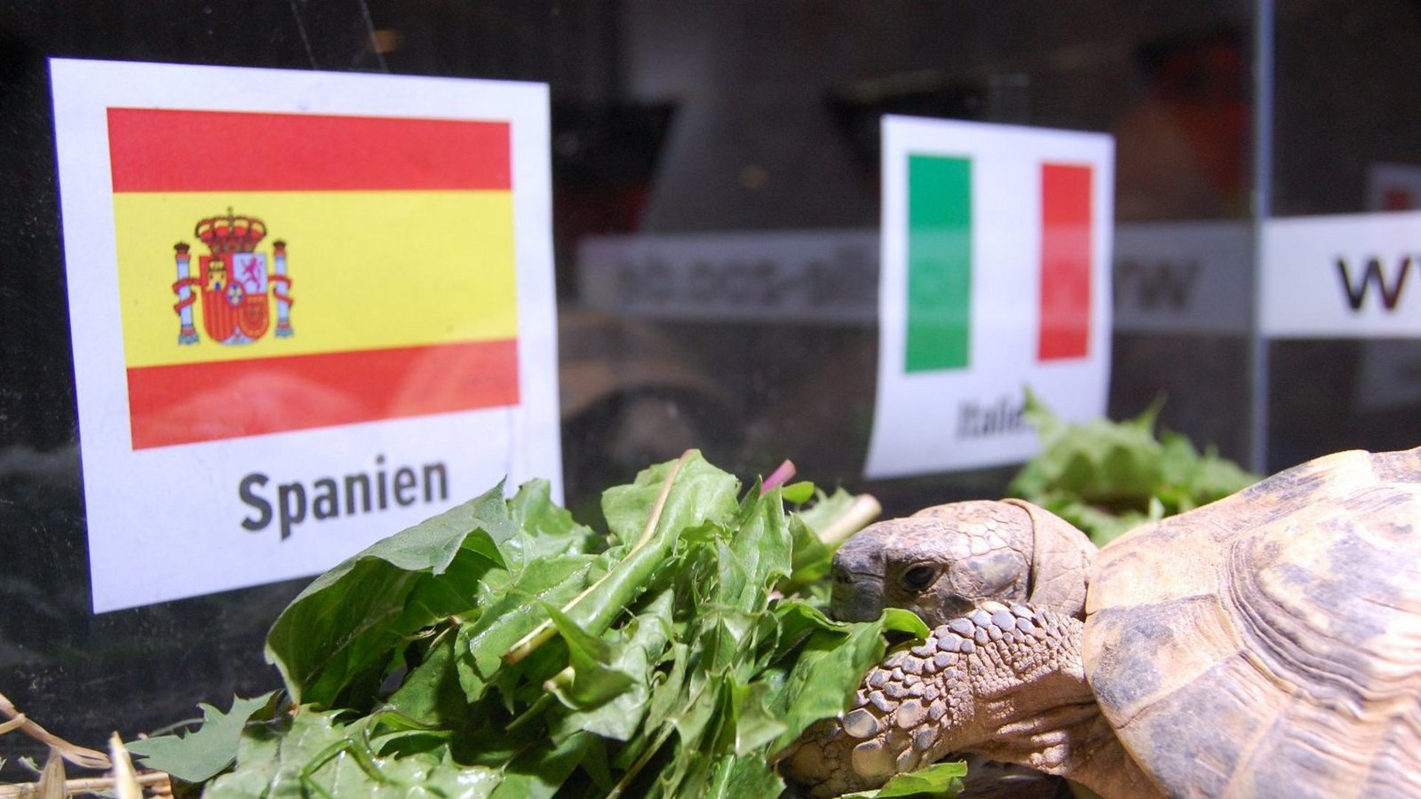 Es dauerte etwas, aber am Ende gab Landschildkröte Sissi 2012 den richtigen Endspieltipp ab.Foto: dpa/Marei König Es dauerte etwas, aber am Ende gab Landschildkröte Sissi 2012 den richtigen Endspieltipp ab.Foto: dpa/Marei König