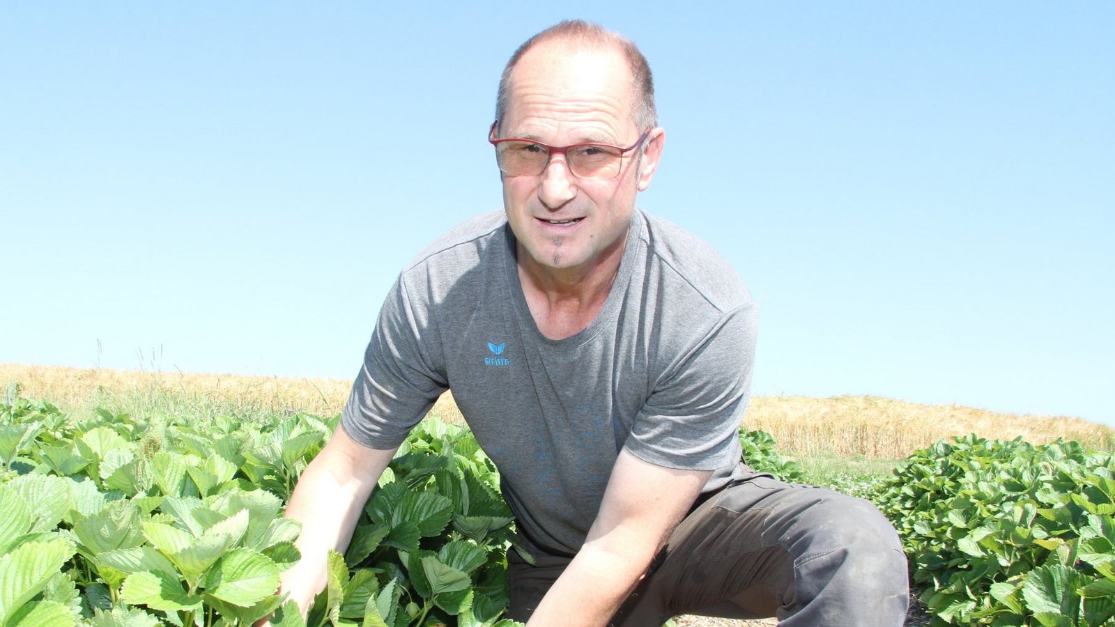 Die späten Erdbeersorten sind jetzt erst reif und werden geerntet. Bei den früheren Sorten hat Landwirt Andreas Beck Schäden durch den Regen zu beklagen. Foto: Banholzer Die späten Erdbeersorten sind jetzt erst reif und werden geerntet. Bei den früheren Sorten hat Landwirt Andreas Beck Schäden durch den Regen zu beklagen. Foto: Banholzer