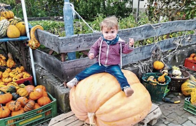 „Nicht nur im Blühenden Barock Ludwigsburg gibt es große Kürbisse“, schreibt unser Leser Gebhard Götz zu seinem Foto. Auch in Enzweihingen gibt es Prachtexemplare, die (ohne Kind) 110 Kilogramm auf die Waage bringen.