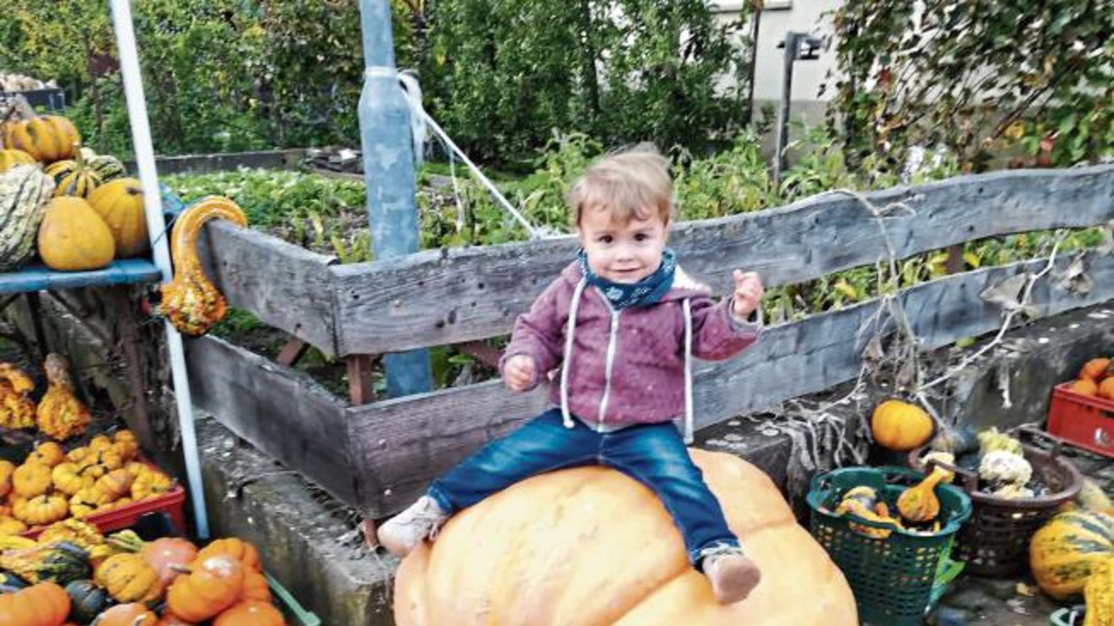 „Nicht nur im Blühenden Barock Ludwigsburg gibt es große Kürbisse“, schreibt unser Leser Gebhard Götz zu seinem Foto. Auch in Enzweihingen gibt es Prachtexemplare, die (ohne Kind) 110 Kilogramm auf die Waage bringen. „Nicht nur im Blühenden Barock Ludwigsburg gibt es große Kürbisse“, schreibt unser Leser Gebhard Götz zu seinem Foto. Auch in Enzweihingen gibt es Prachtexemplare, die (ohne Kind) 110 Kilogramm auf die Waage bringen.