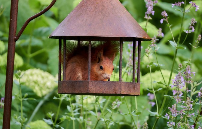 Über diesen netten Besucher im Garten hat sich Petra Wanner aus Enzweihingen dieser Tage gefreut. Was die Vögel wohl dazu sagen?