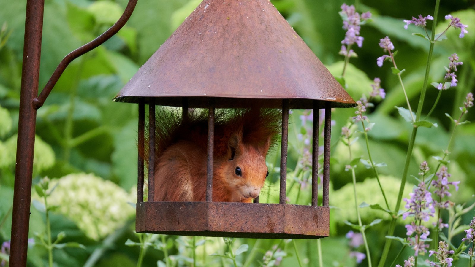 Über diesen netten Besucher im Garten hat sich Petra Wanner aus Enzweihingen dieser Tage gefreut. Was die Vögel wohl dazu sagen?