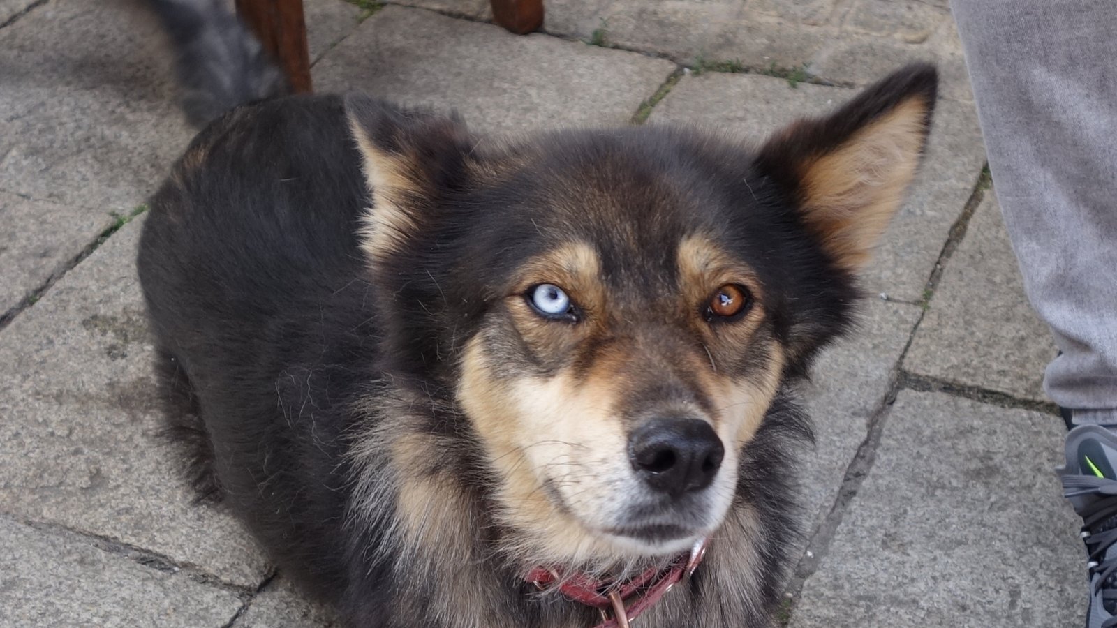 Schau mir in die Augen! Wenn der Vaihinger Evangelos Syrakis mit Hündin Kalisi unterwegs ist, ist der Mischling aus Husky und Schäferhund immer ein Hingucker. Foto: sr Schau mir in die Augen! Wenn der Vaihinger Evangelos Syrakis mit Hündin Kalisi unterwegs ist, ist der Mischling aus Husky und Schäferhund immer ein Hingucker. Foto: sr