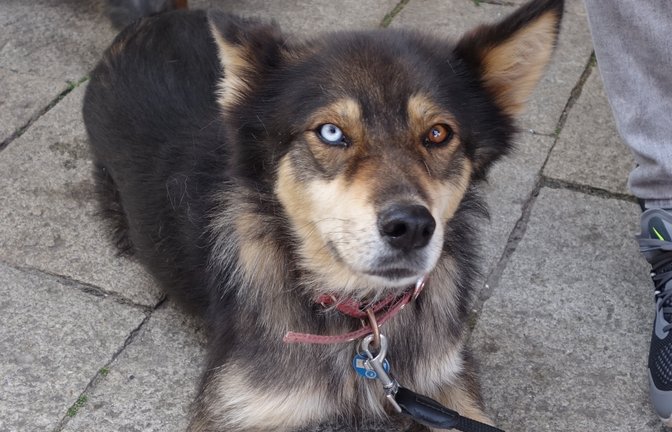Schau mir in die Augen! Wenn der Vaihinger Evangelos Syrakis mit Hündin Kalisi unterwegs ist, ist der Mischling aus Husky und Schäferhund immer ein Hingucker.  <span class='image-autor'>Foto: sr</span>