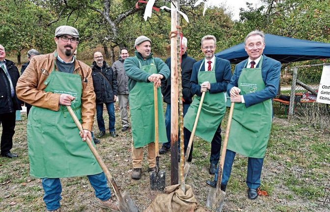Kleinsachsenheims OGV-Vorsitzender Markus Braun, Projekt-Initiator Fabian Köstlin, KSK-Vorstandsvorsitzender Dr. Heinz-Werner Schulte und Landrat Dr. Rainer Haas (in grünen Schürzen von links) bei der symbolischen Baumpflanzung zum Projektstart im Kirbachtal.  Fotos: Kalb