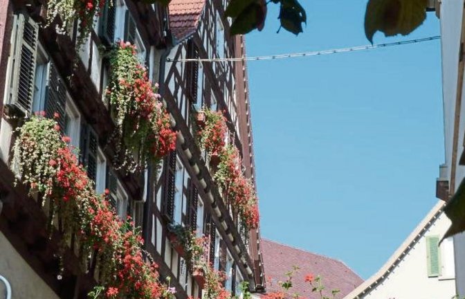Wie lange hält sich die Blumenpracht am Vaihinger Rathausgebäude noch? Foto: aa