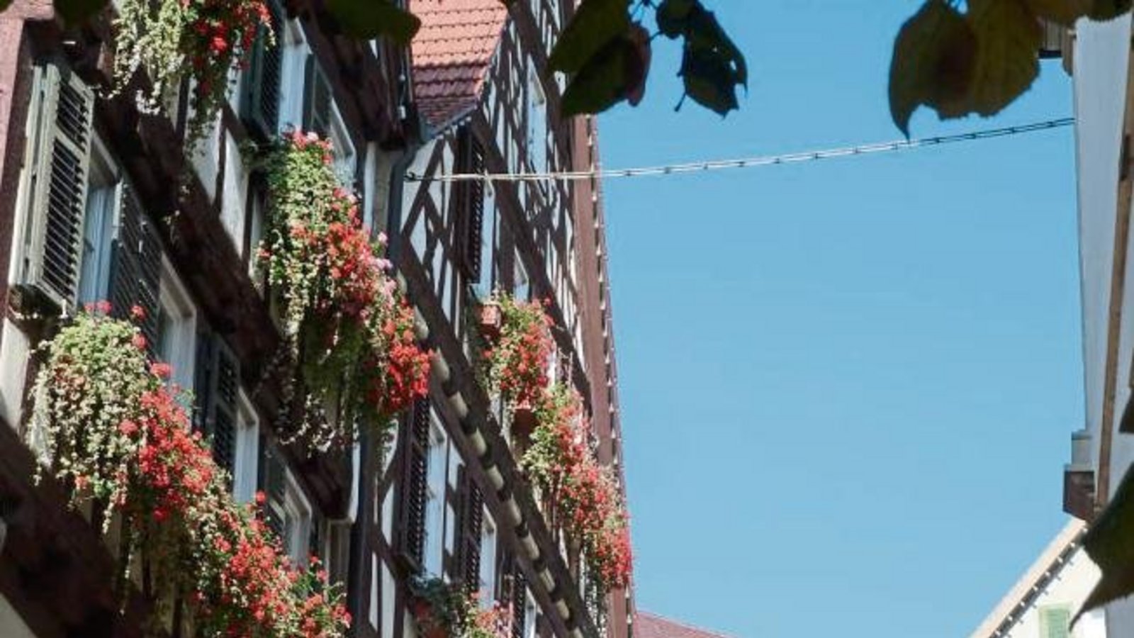 Wie lange hält sich die Blumenpracht am Vaihinger Rathausgebäude noch? Foto: aa