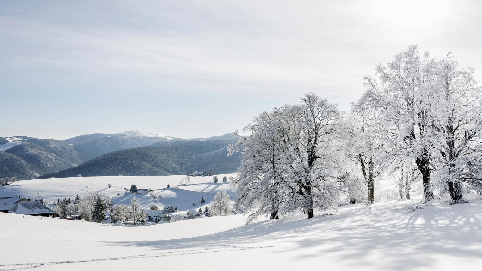 Schneebedeckte Buchen bei Hofsgrund im Südschwarzwald (Archiv).Foto: ZGS/imagebroker/Daniel Schoenen Schneebedeckte Buchen bei Hofsgrund im Südschwarzwald (Archiv).Foto: ZGS/imagebroker/Daniel Schoenen