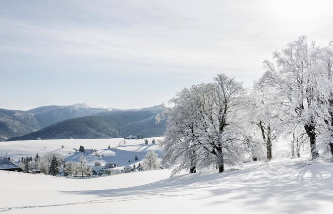 Schneebedeckte Buchen bei Hofsgrund im Südschwarzwald (Archiv).<span class='image-autor'>Foto: ZGS/imagebroker/Daniel Schoenen</span>