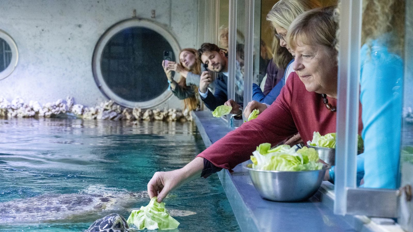 Angela Merkel (CDU), ehemalige Bundeskanzlerin, besuchte nach dem Festakt zum Abschluss der Modernisierung des Meeresmuseums die Ausstellung und den Aquarien-Keller mit den Schildkröten und fütterte eine Grüne Meeresschildkröte mit einem Salatblatt.Foto: Stefan Sauer/dpa