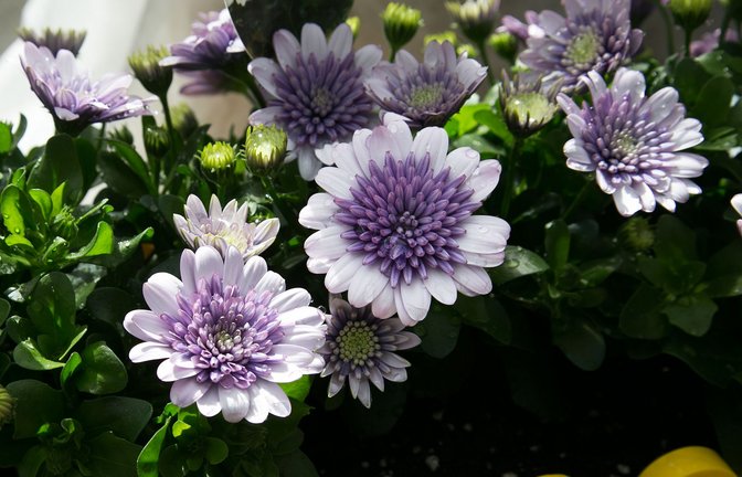 Blumen verschönern den Balkon. Doch nur mit der richtigen Pflege wachsen und blühen sie. (Symbolbild)<span class='image-autor'>Foto: Ines Rudel/Ines Rudel</span>