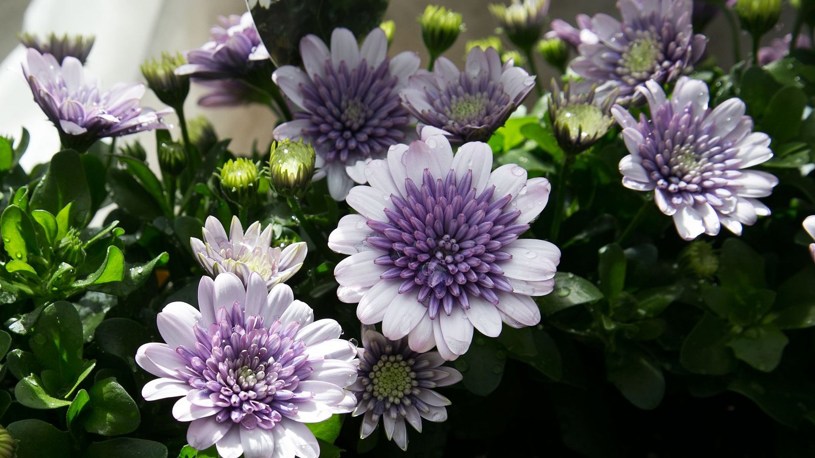 Blumen verschönern den Balkon. Doch nur mit der richtigen Pflege wachsen und blühen sie. (Symbolbild)Foto: Ines Rudel/Ines Rudel Blumen verschönern den Balkon. Doch nur mit der richtigen Pflege wachsen und blühen sie. (Symbolbild)Foto: Ines Rudel/Ines Rudel
