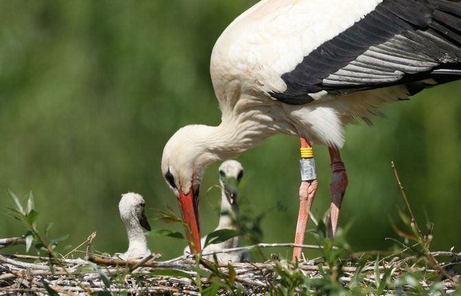 Mehr als 4100 junge Störche sind in diesem Jahr im Südwesten aufgezogen worden.<span class='image-autor'>Foto: Christoph Kasulke</span>