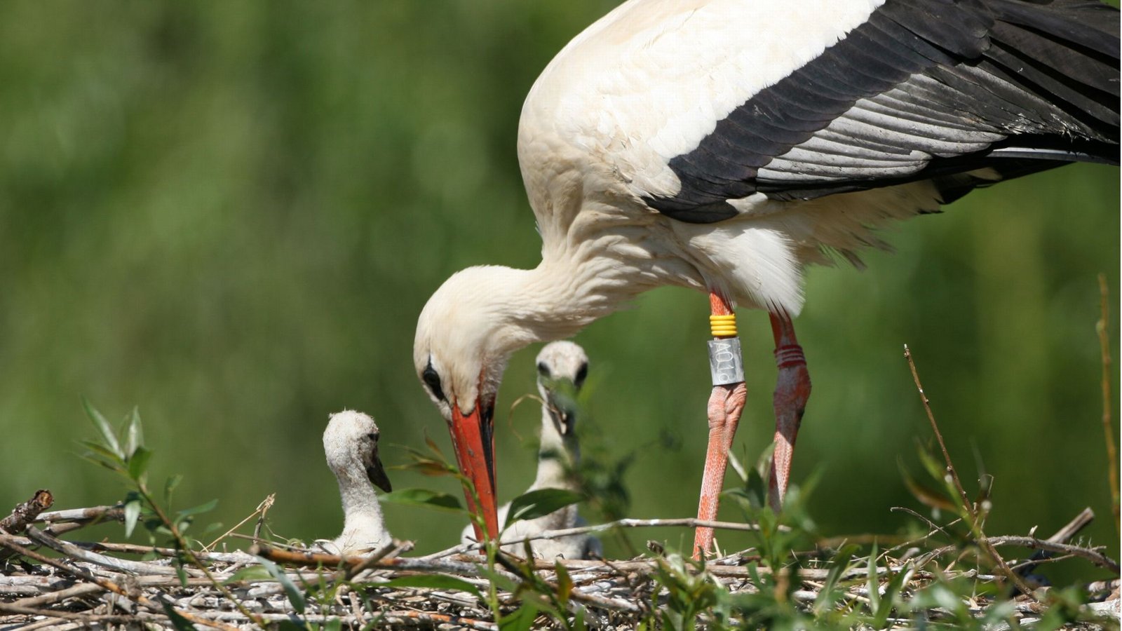 Mehr als 4100 junge Störche sind in diesem Jahr im Südwesten aufgezogen worden.Foto: Christoph Kasulke Mehr als 4100 junge Störche sind in diesem Jahr im Südwesten aufgezogen worden.Foto: Christoph Kasulke