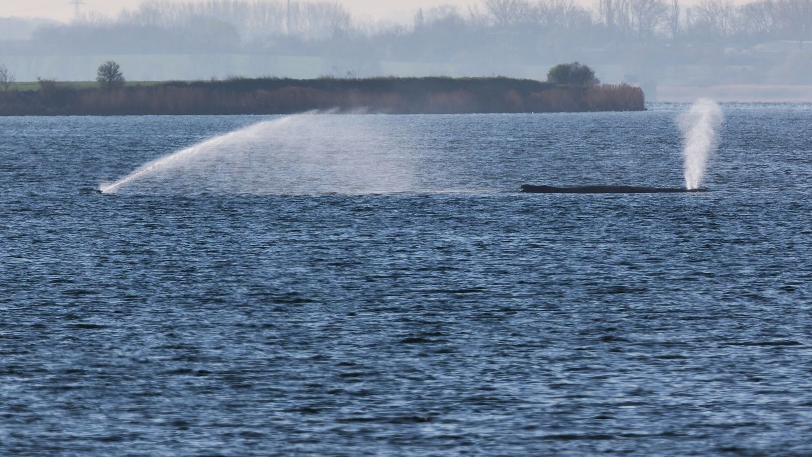 Der Buckelwal liegt am frühen Vormittag noch immer auf einer Sandbank vor der Insel Poel.Foto: Marcus Golejewski/dpa