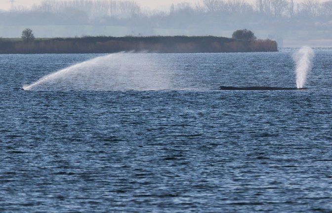 Der Buckelwal liegt am frühen Vormittag noch immer auf einer Sandbank vor der Insel Poel.<span class='image-autor'>Foto: Marcus Golejewski/dpa</span>