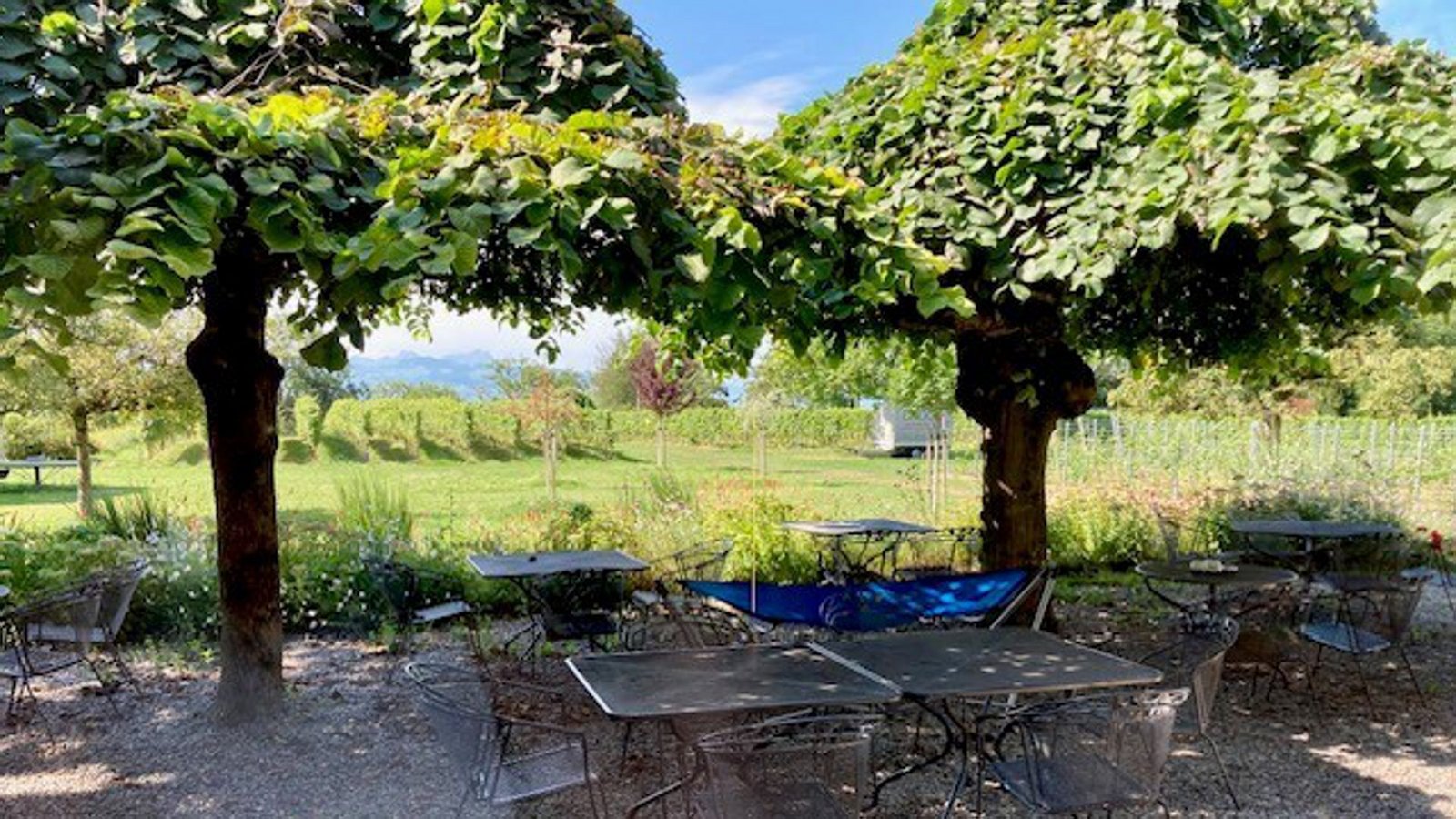 Das Weingut liegt mitten in der Lage Seehalde, nicht weit vom Ufer des Bodensees entfernt.Foto: /Kathrin Haasis Das Weingut liegt mitten in der Lage Seehalde, nicht weit vom Ufer des Bodensees entfernt.Foto: /Kathrin Haasis