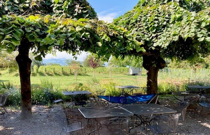 Das Weingut liegt mitten in der Lage Seehalde, nicht weit vom Ufer des Bodensees entfernt.<span class='image-autor'>Foto: /Kathrin Haasis</span>