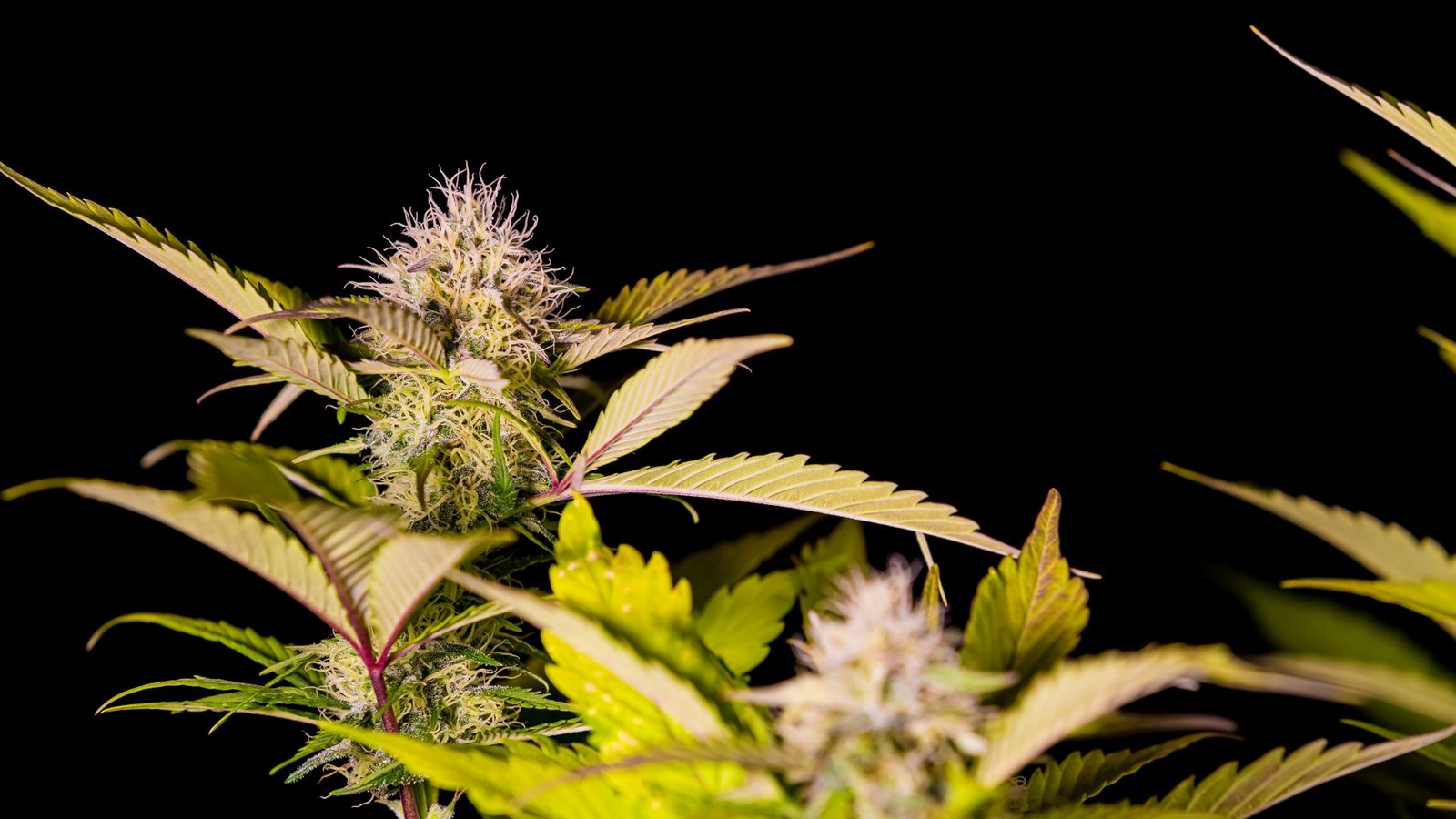 Cannabis galt in Deutschland bisher als illegale Substanz, zu denen auch Drogen wie Heroin oder Ecstasy zählen.Foto: IMAGO/Pond5 Images/IMAGO/xSunshineSeedsx Cannabis galt in Deutschland bisher als illegale Substanz, zu denen auch Drogen wie Heroin oder Ecstasy zählen.Foto: IMAGO/Pond5 Images/IMAGO/xSunshineSeedsx