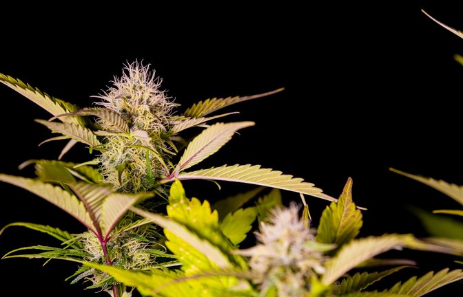 Cannabis galt in Deutschland bisher als illegale Substanz, zu denen auch Drogen wie Heroin oder Ecstasy zählen.<span class='image-autor'>Foto: IMAGO/Pond5 Images/IMAGO/xSunshineSeedsx</span>