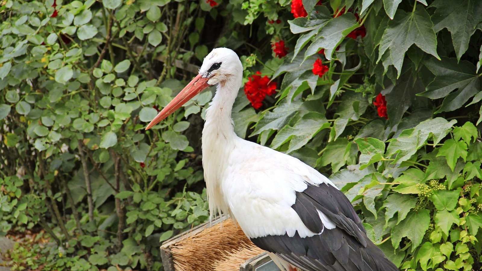 Storch Peter ist stattliche 37 Jahre alt.Foto: Uli Fricker/Uli Fricker