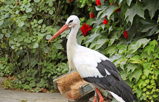 Storch Peter ist stattliche 37 Jahre alt.<span class='image-autor'>Foto: Uli Fricker/Uli Fricker</span>