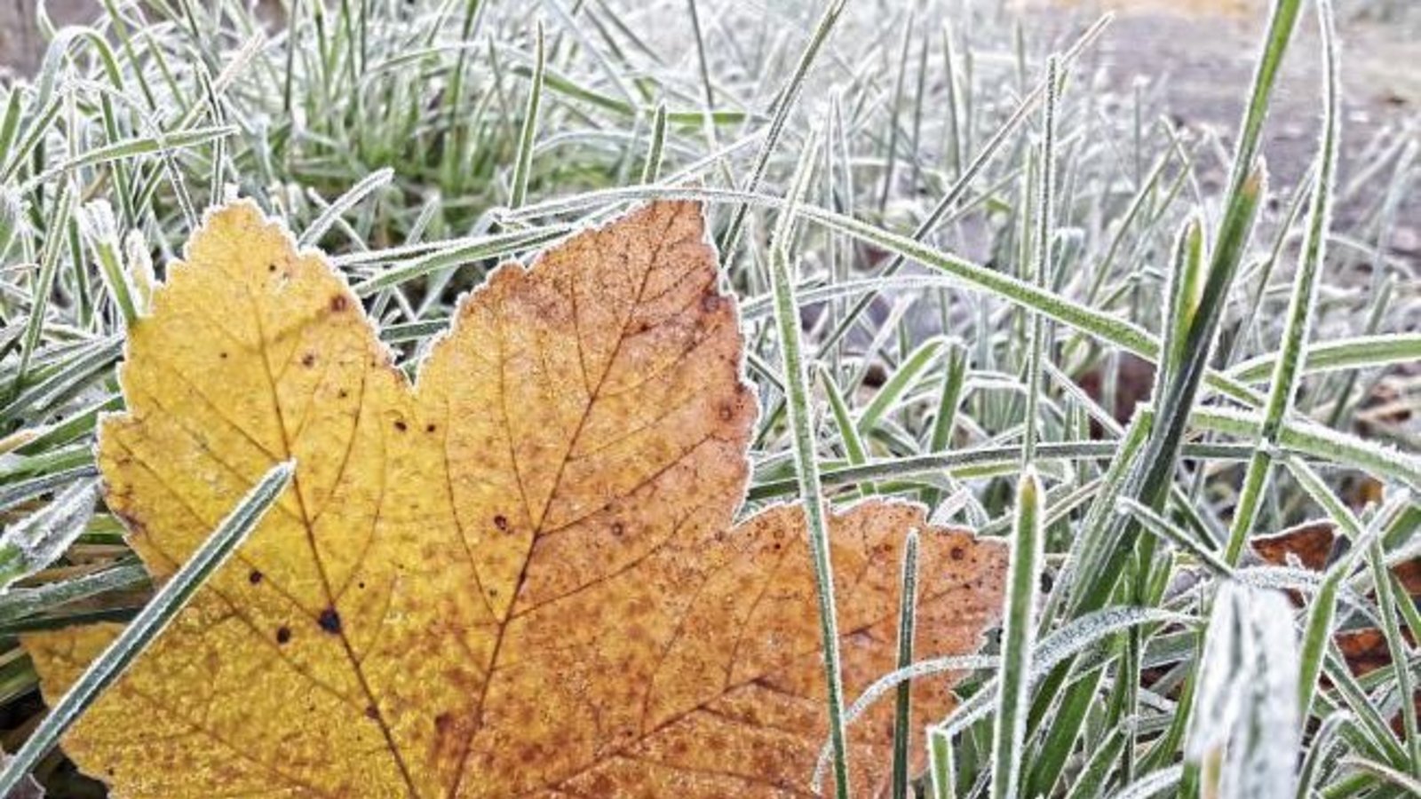 Schockgefrostete Herbstfarben grüßen am Morgen.  Foto: Rücker