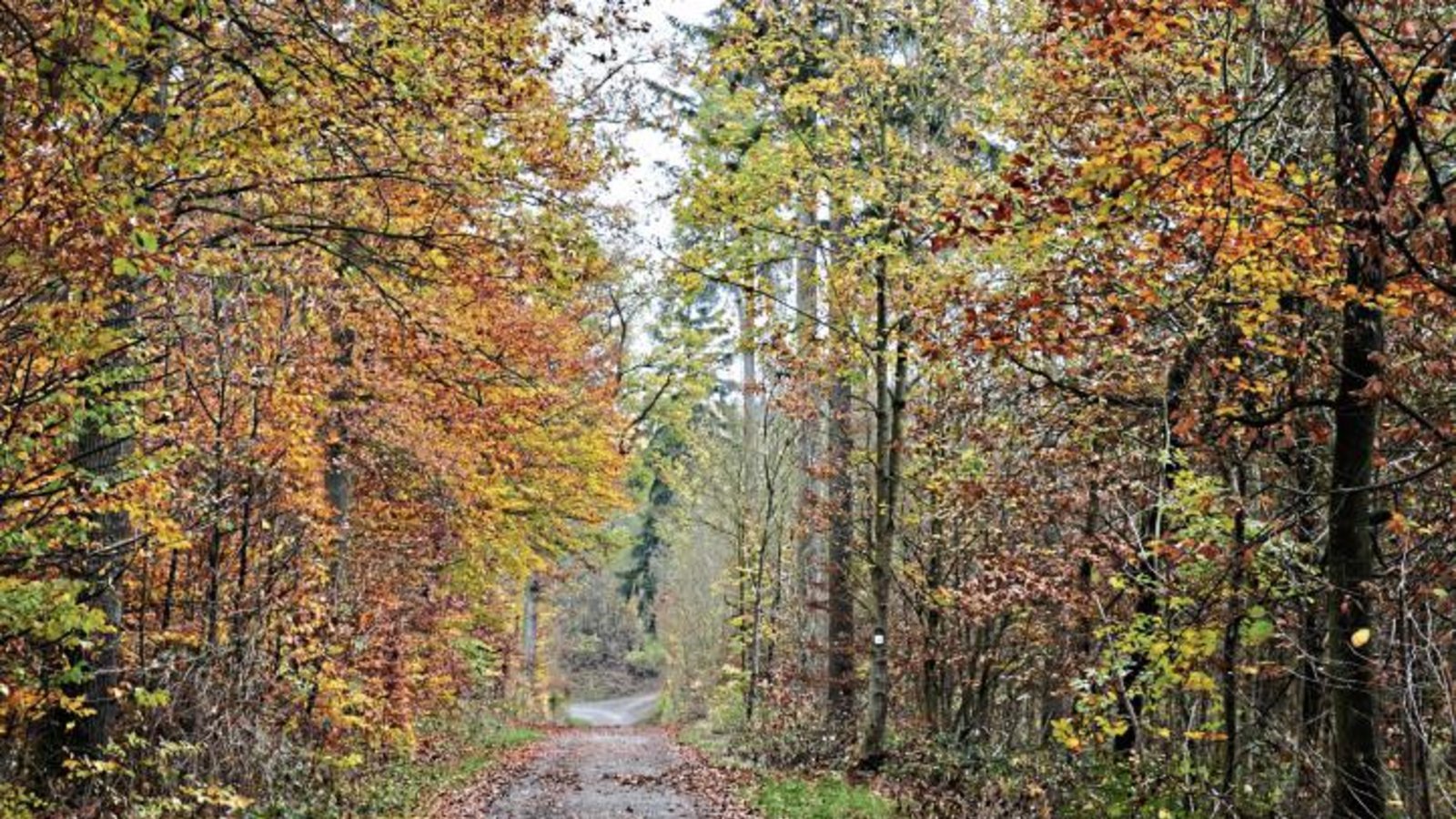 Herbstliches Idyll, doch der Schein trügt: Der Illinger Wald leidet, weil es zu wenig regnet. Foto: sta Herbstliches Idyll, doch der Schein trügt: Der Illinger Wald leidet, weil es zu wenig regnet. Foto: sta